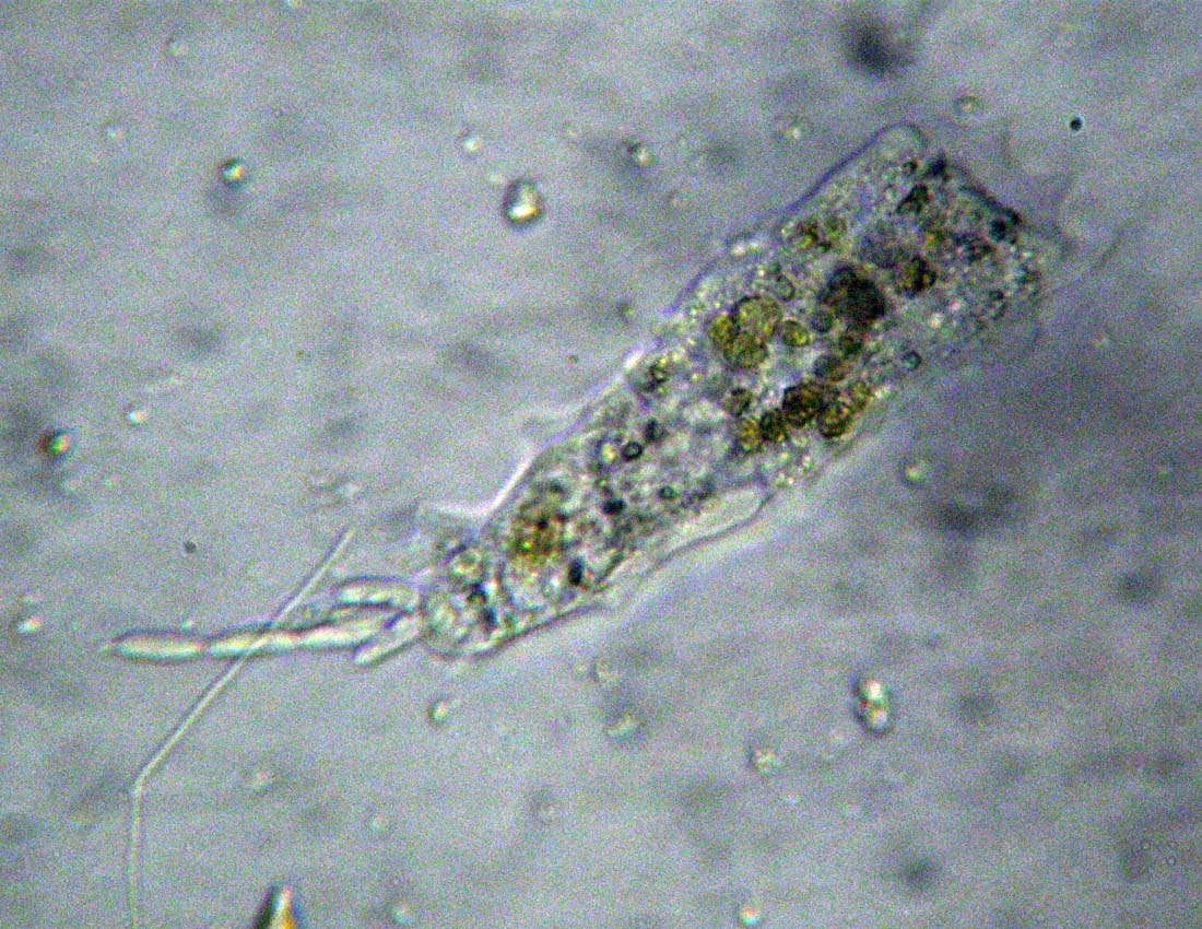 I danni dell''ignoranza